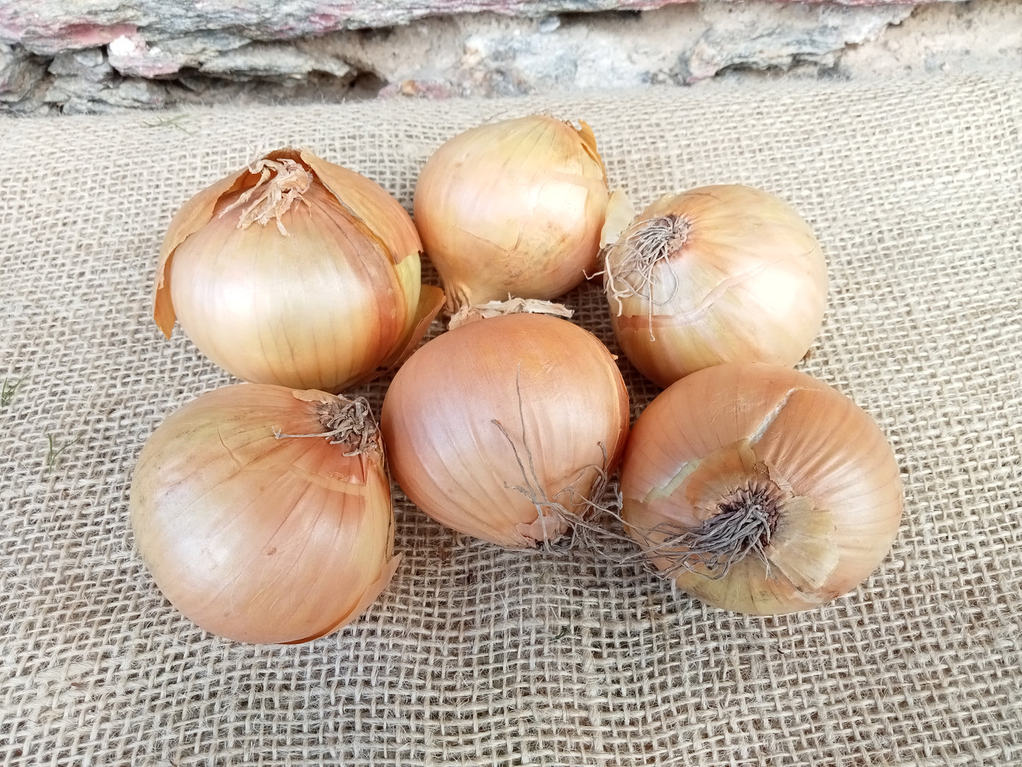 Cipolle bionde BIO 500g