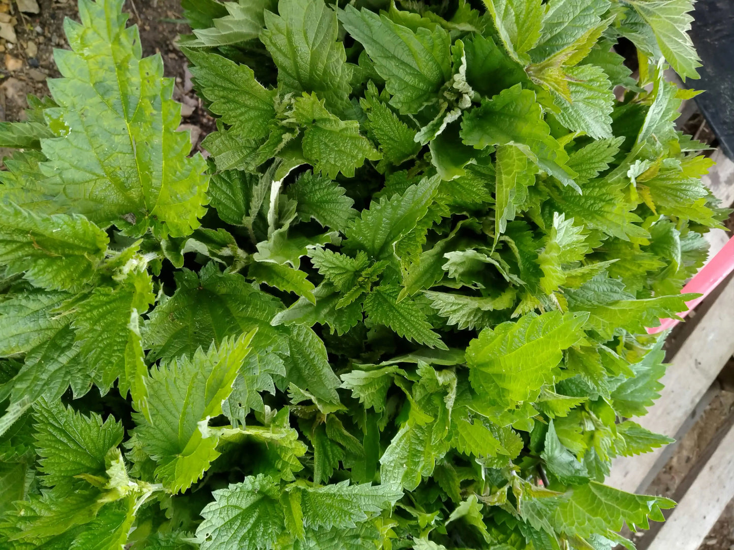 Ortica Selvatica BIO