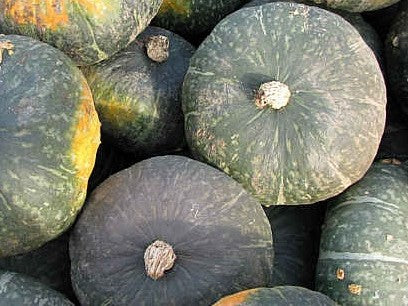 zucca delica biologica