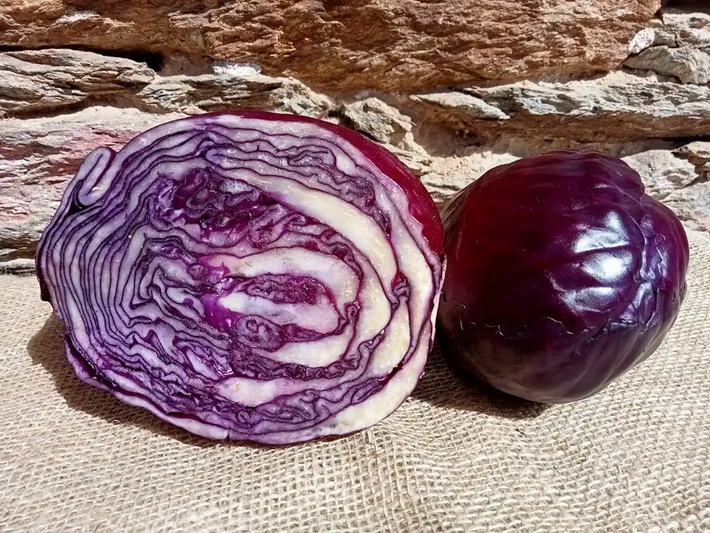 cavolo cappuccio violetto fresco