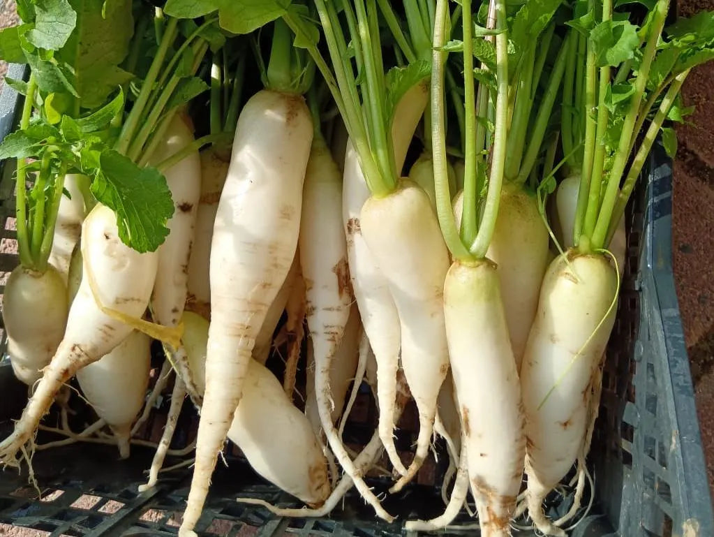 Daikon fresco biologico con foglie