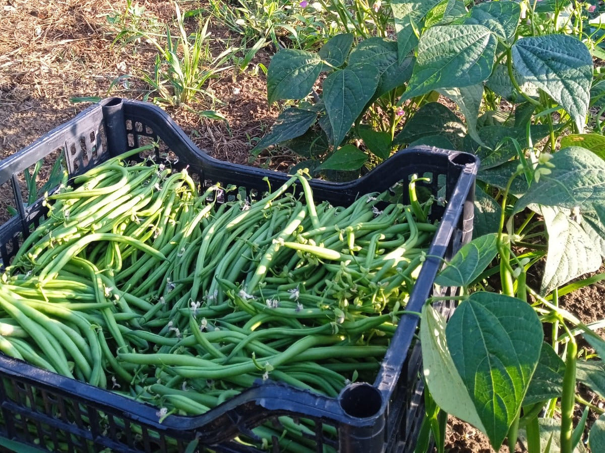 fagiolini freschi biologici appena raccolti