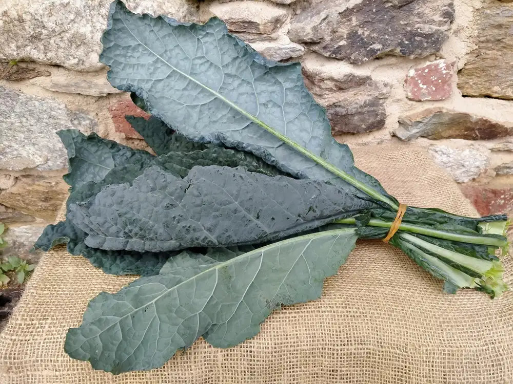 mazzo cavolo nero bio