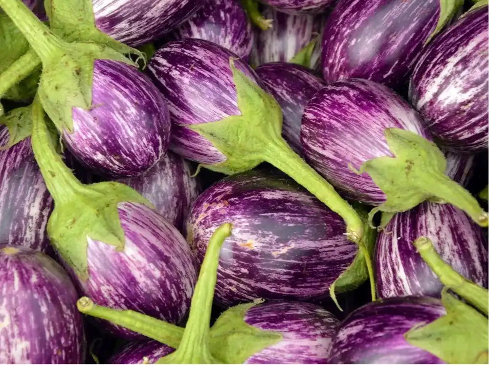 Melanzane biologiche fresche a buccia viola striata