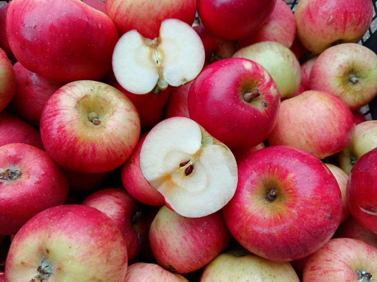 mela biologica di antica varietà piemontese furnas agrodolce