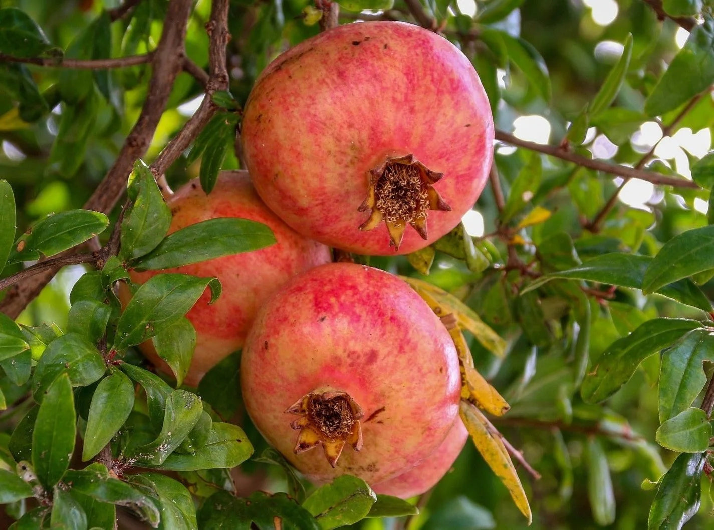 Melograno biologico frutto fresco
