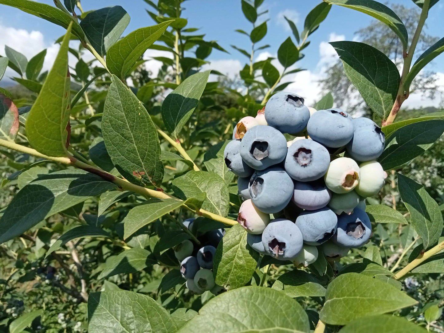 mirtilli biologici maturi sulla pianta
