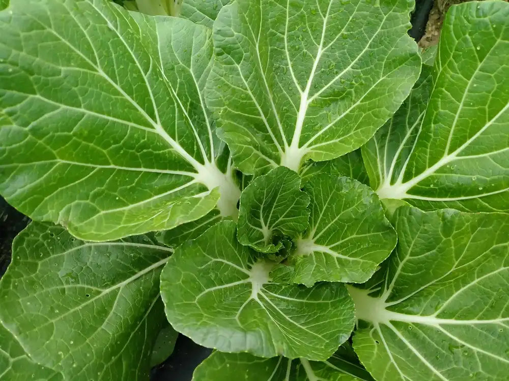 pak-choi fresco biologico a cespi