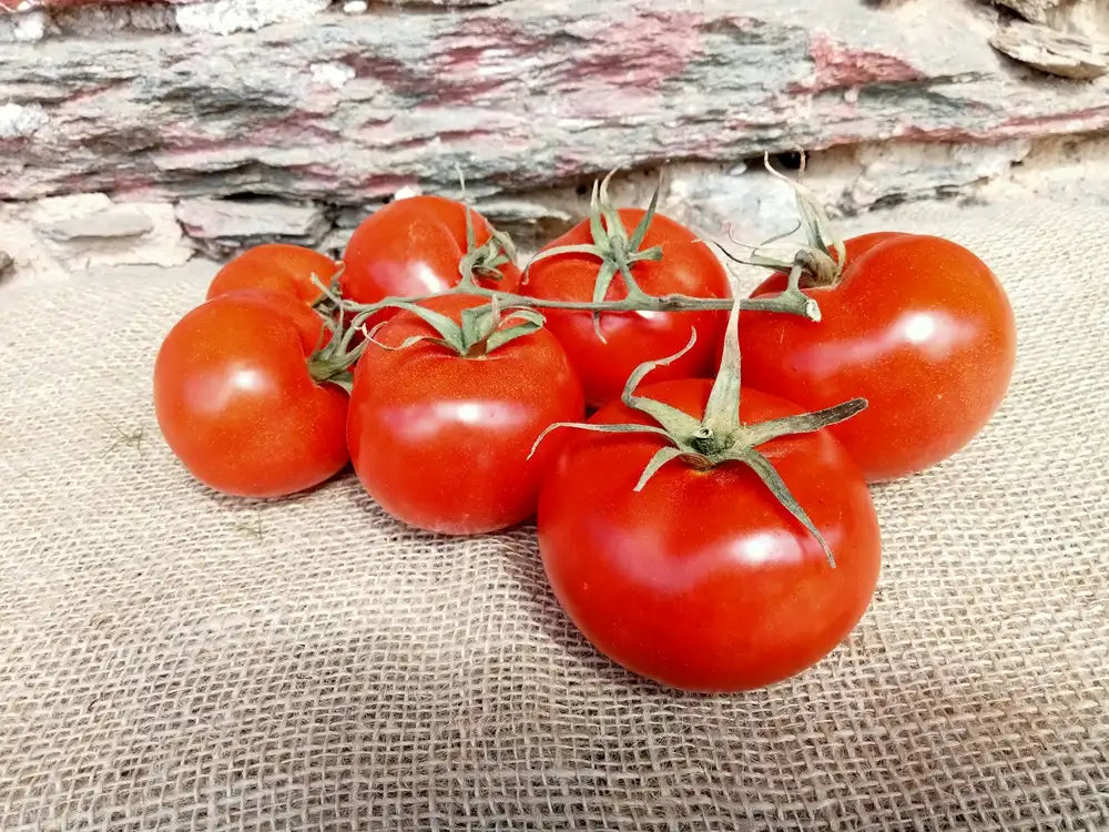 pomodori grappolo bio