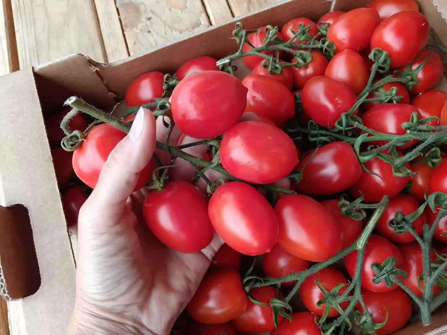 pomodori piccadilly bio