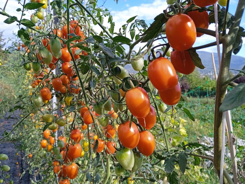 Pomodorini Arancioni BIO