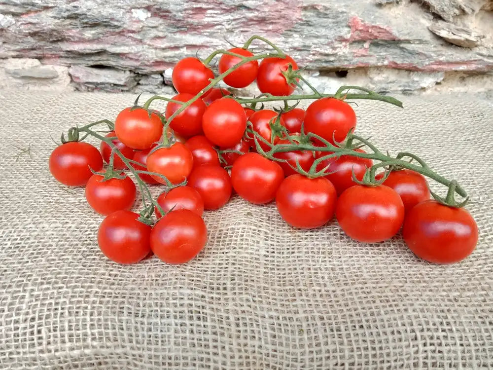 pomodorini ciliegini bio