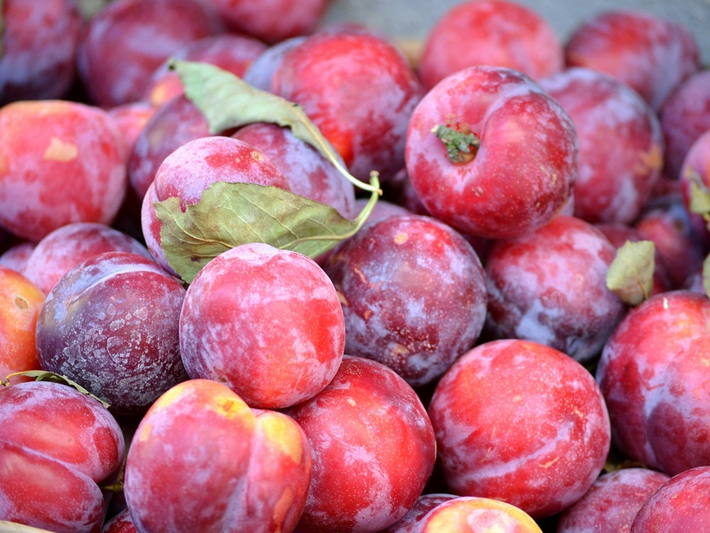 Prugne Rosse BIO