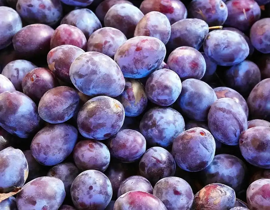prugne santa clara fresche biologiche