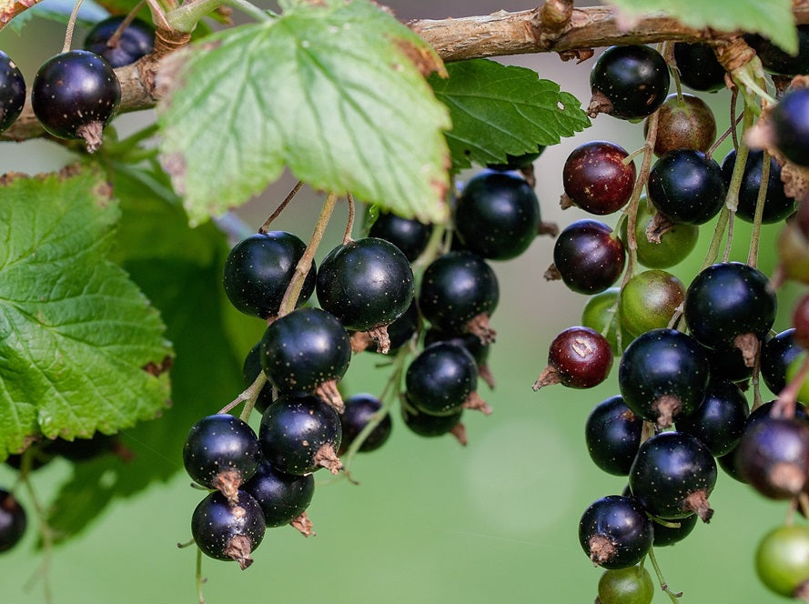 ribes nero in grappoli sulla pianta