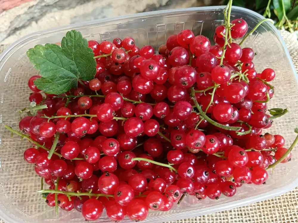vaschetta di ribes rosso fresco biologico
