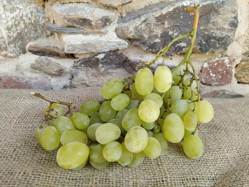 grappolo di uva bianca bio senza semi