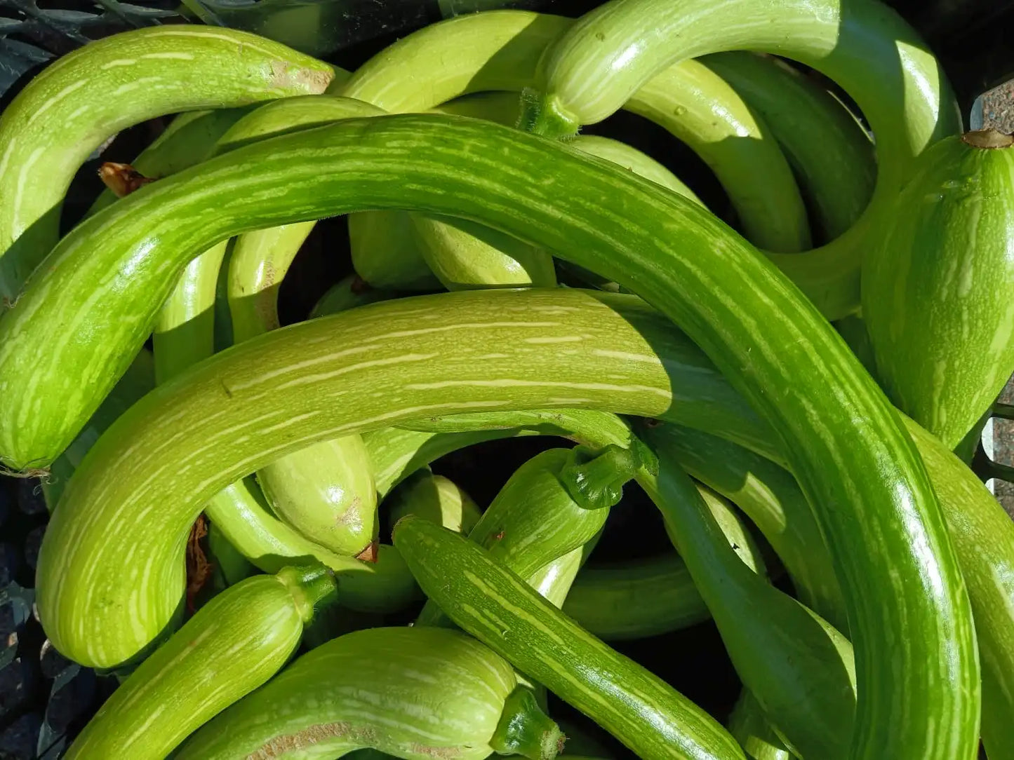 Zucca di varietà Trombetta di Albenga BIO