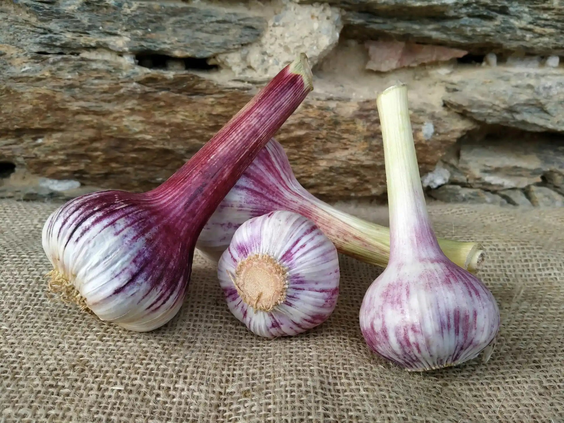 Aglio Fresco BIO 2 1