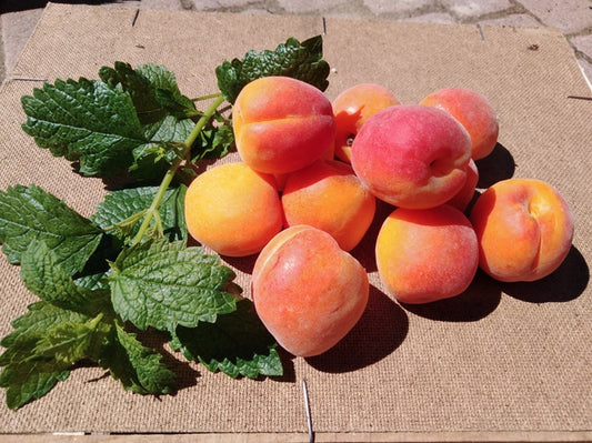 Albicocche BIO