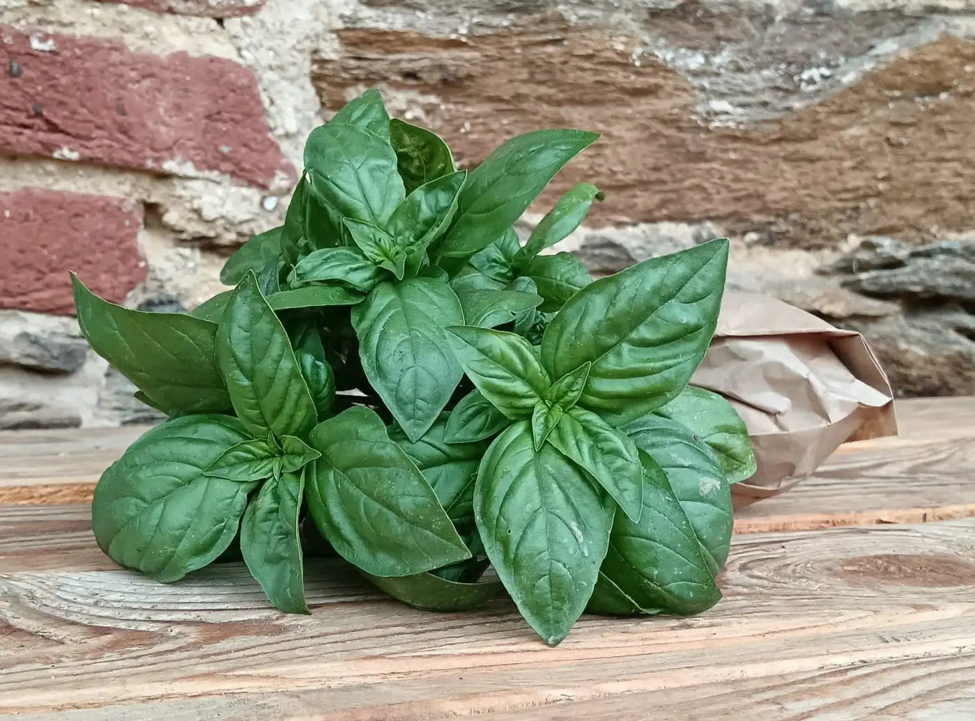Basilico BIO