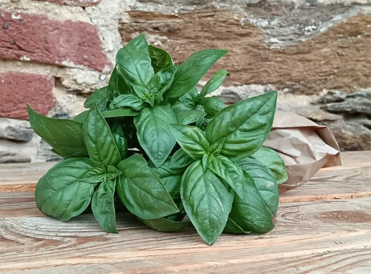 Basilico BIO