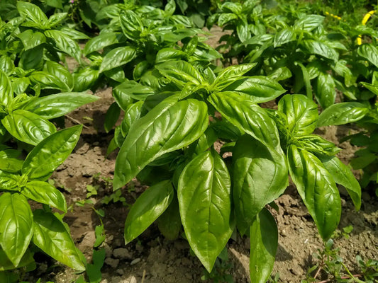 Basilico BIO