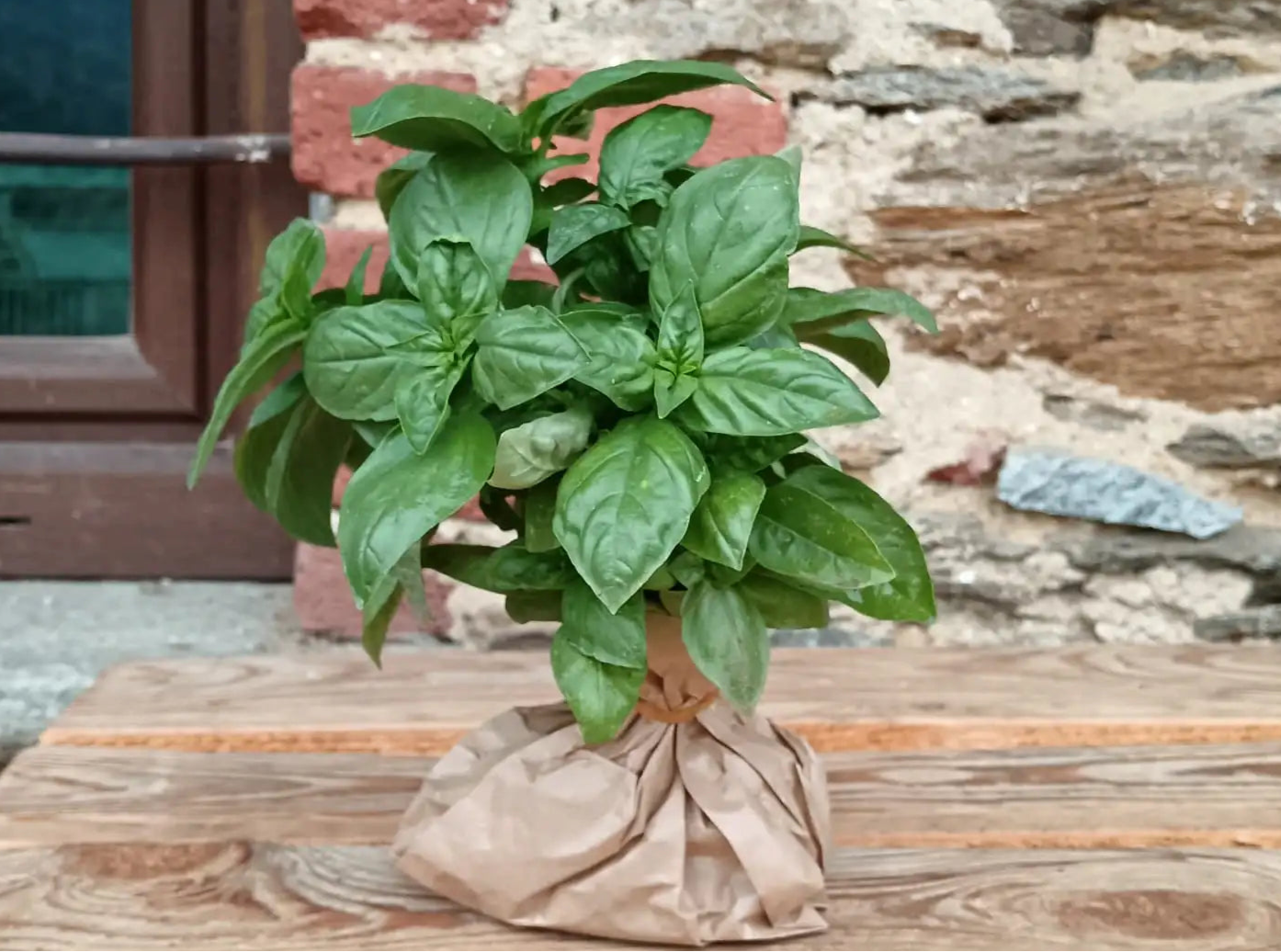 Basilico BIO 2