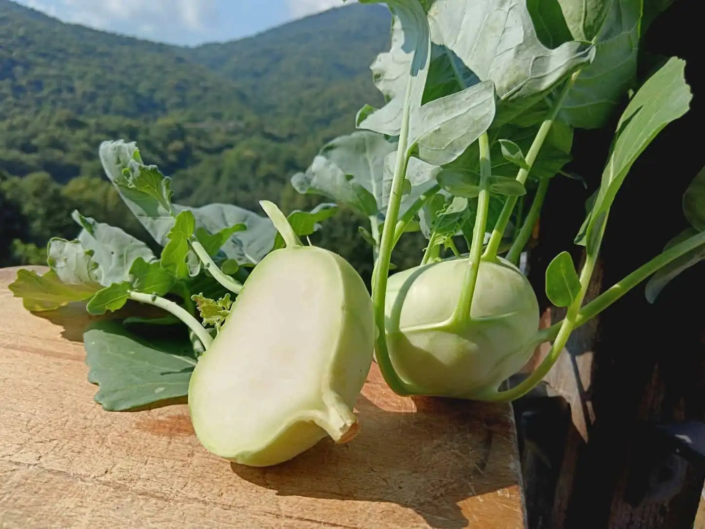 Cavolo Rapa Bio