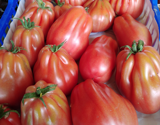 Pomodoro cuore di bue BIO