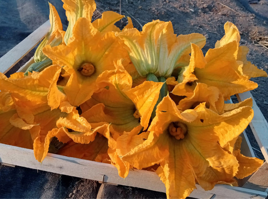 Fiori Di Zucchina Bio 2