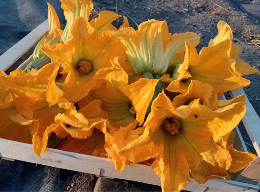Fiori Di Zucchina BIO