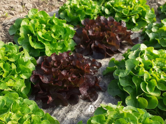 Lattuga Foglia di quercia bio