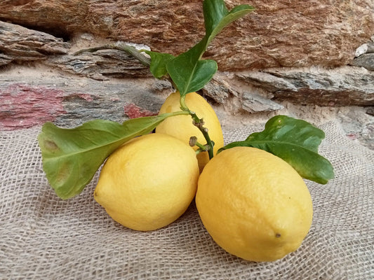 Limoni con Foglia BIO