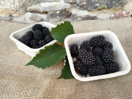More BIO in cestini di cellulosa da 150g