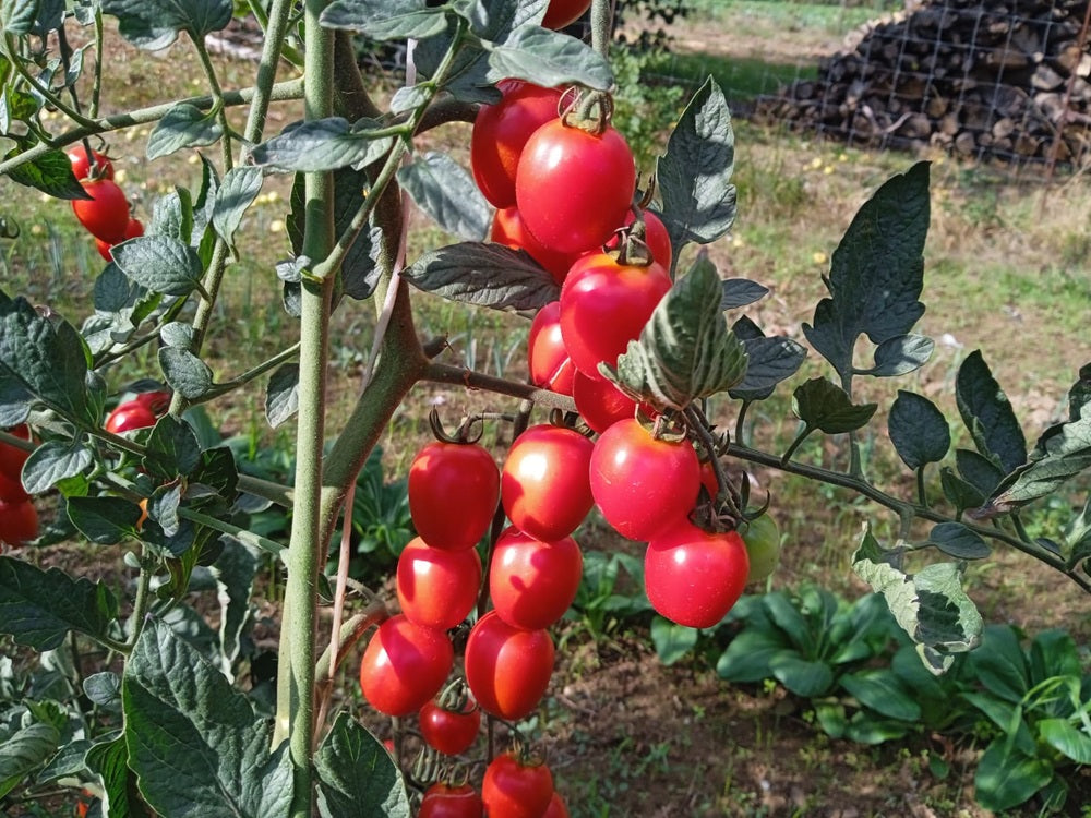 pomodorini rossi biologici di varietà gardenberry e datterini