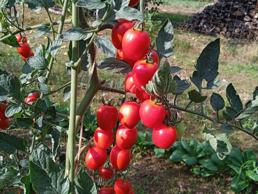 pomodorini rossi biologici di varietà gardenberry e datterini