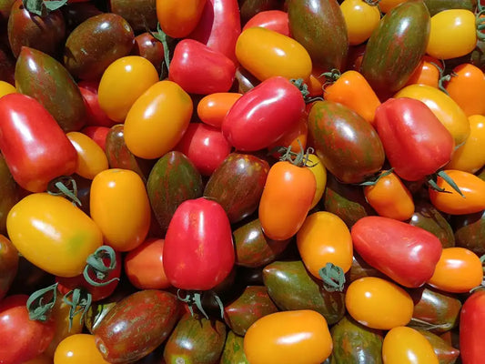Pomodorini BIO di diverso colore: rossi, arancioni, gialli e verdi striati