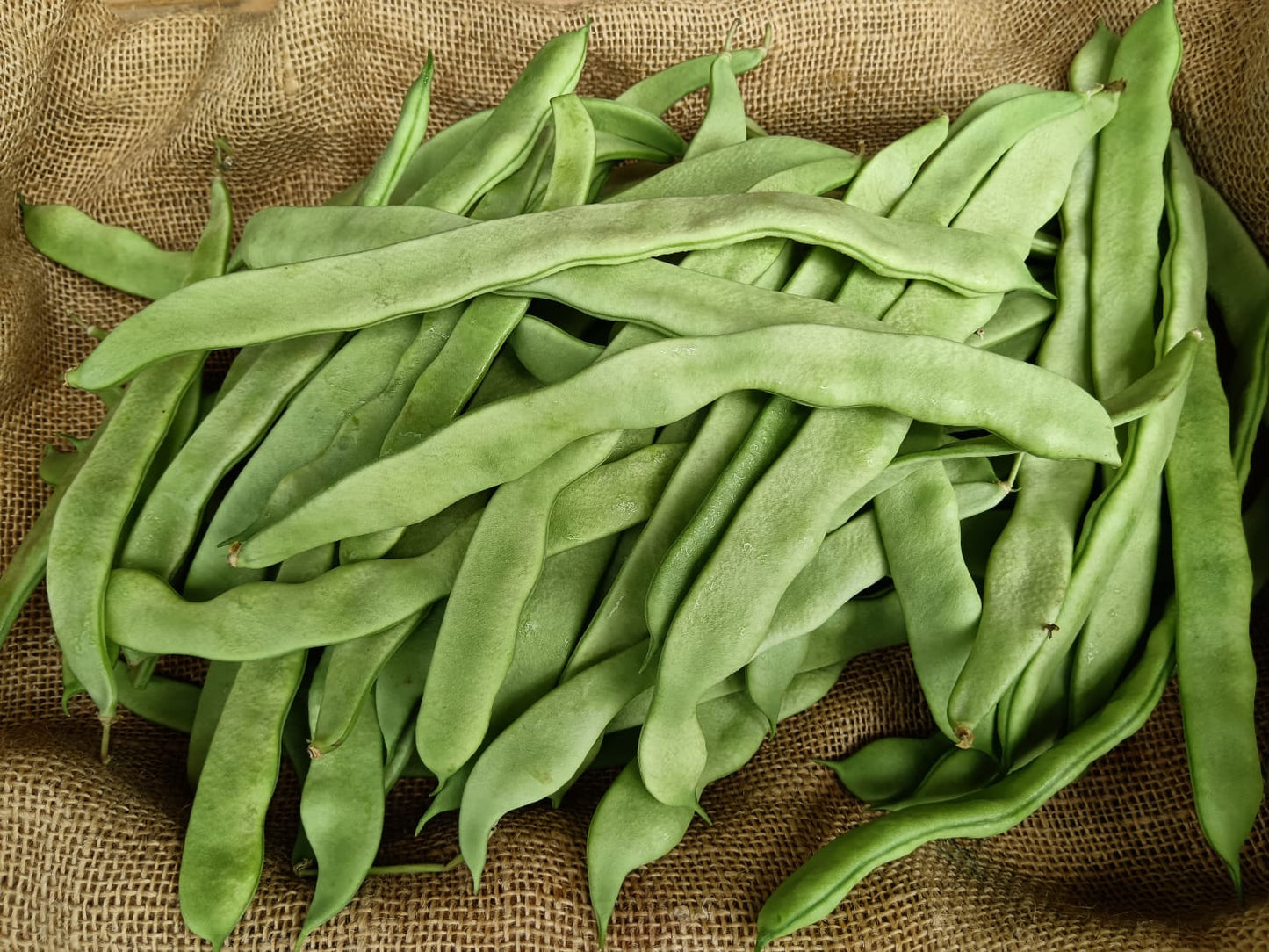 Fagioli Meraviglia BIO