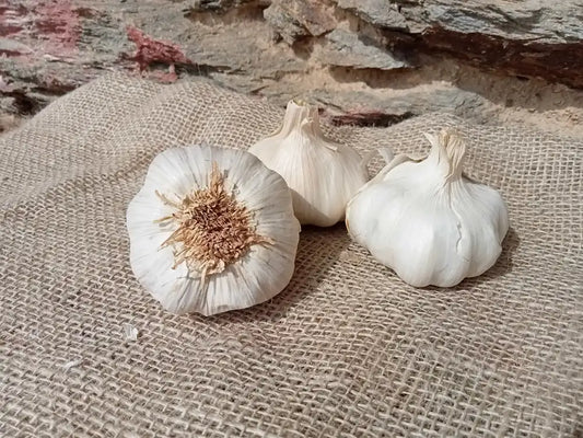 Teste di aglio bianco biologico