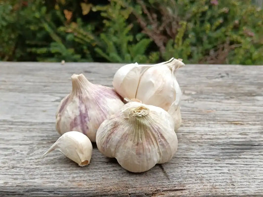 aglio piemonte bio