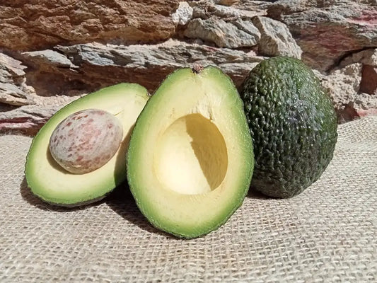 Avocado Hass fresco biologico