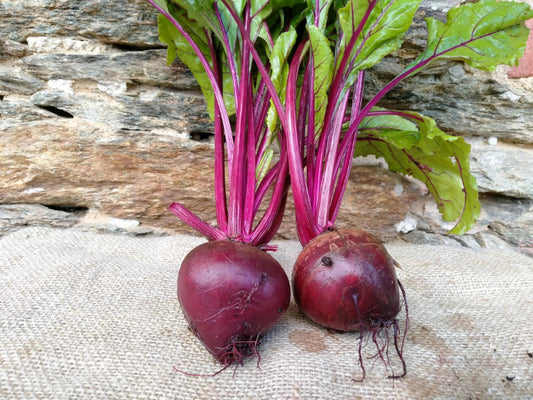 barbabietole rosse fresche biologiche con foglie