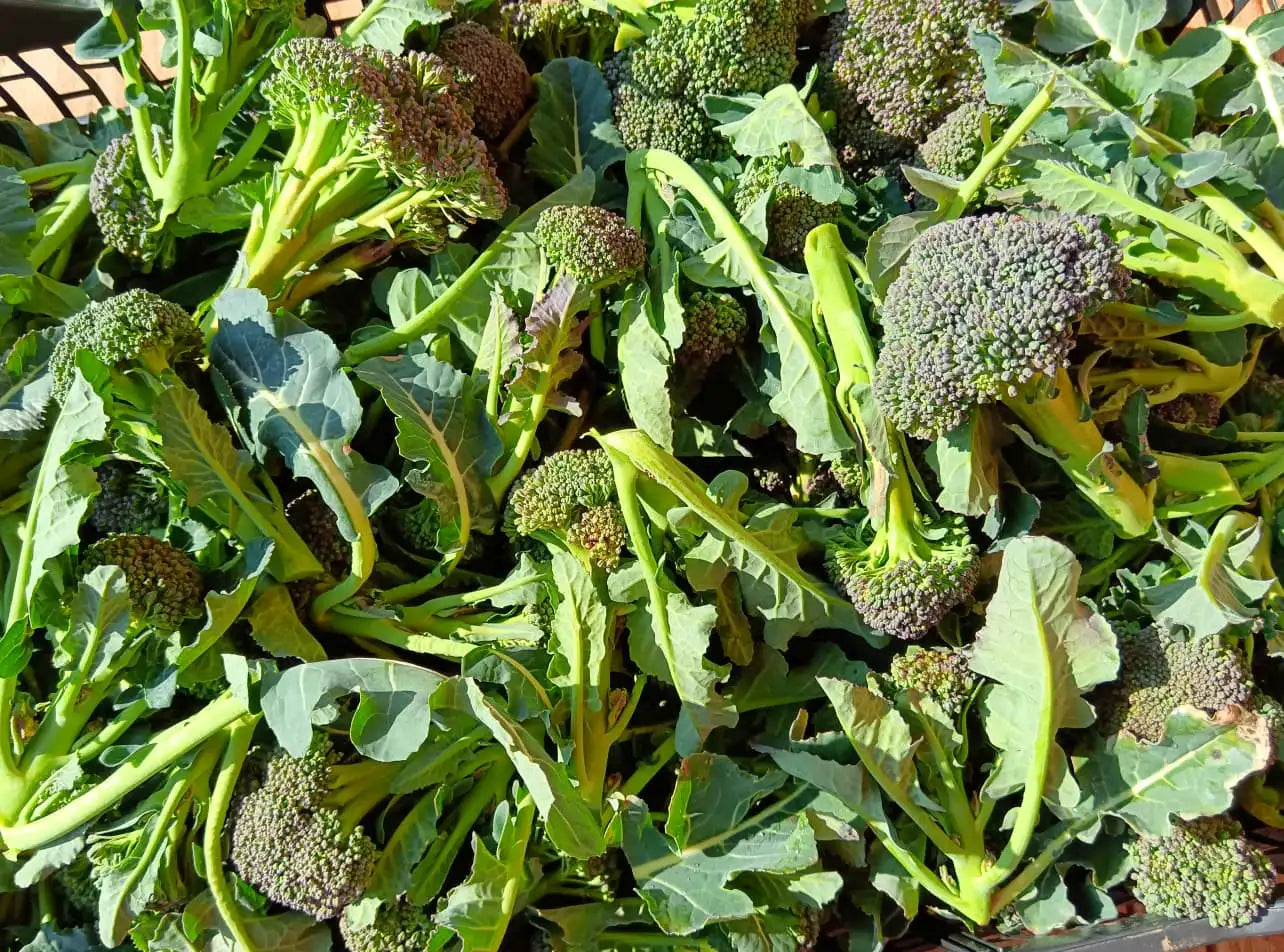 broccoletti freschi bio di piccola dimensione con gambo e foglie 