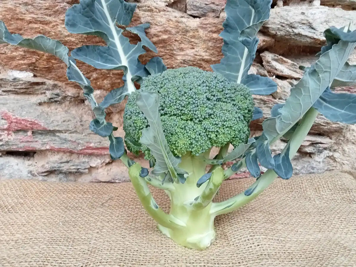 Broccoli freschi biologici con gambo e foglie