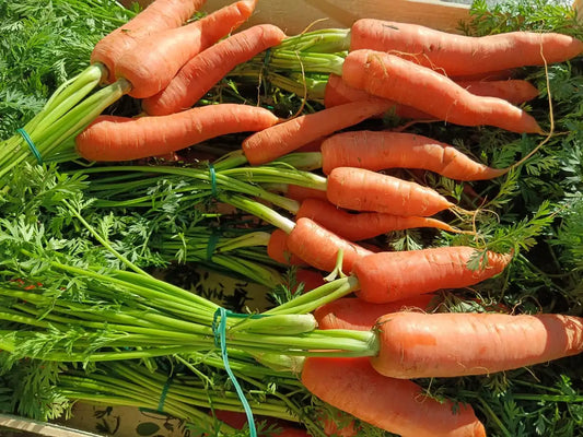 carote fresche con ciuffo di foglie verdi