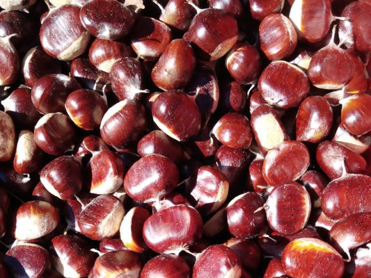 castagne fresche biologiche di dimensione medio piccola