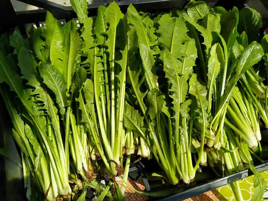 catalogna fresca biologica appena raccolta in piccoli cespi verdi