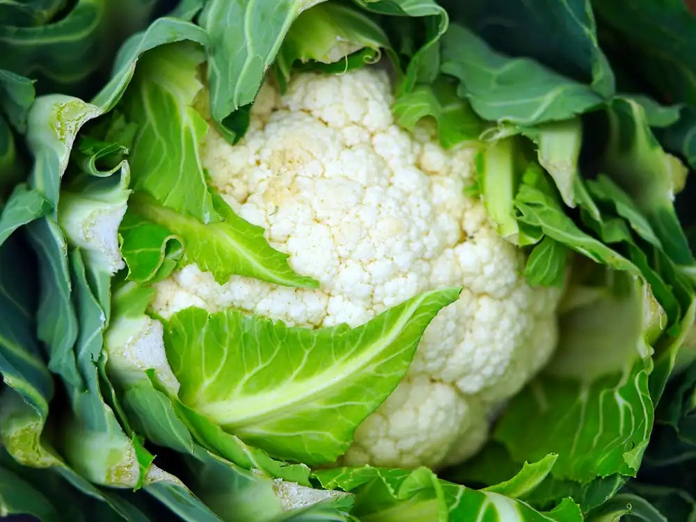 testa di cavolfiore bianco biologico con foglie verdi