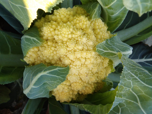 cavolfiore varietà di moncalieri biologico fresco con foglie